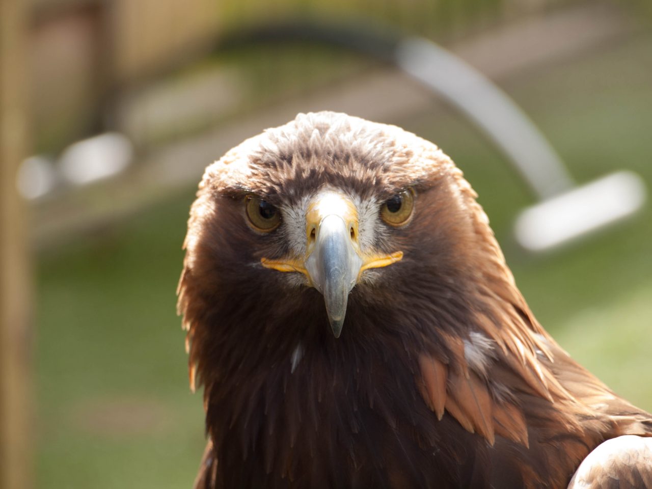 A Golden Eagle Having To Bear A Heavy Lot With A Good Cause