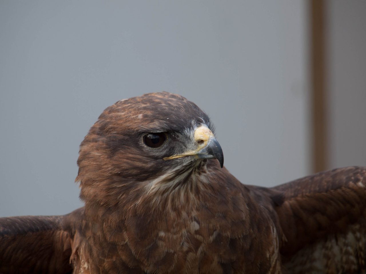 A Golden Eagle Having To Bear A Heavy Lot With A Good Cause
