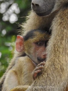 Which is the best time to visit Kruger National Park? Is the best place on earth for self drive and guided safaris rightly praised as year around destination?