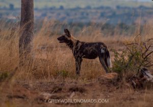Which is the best time to visit Kruger National Park? Is the best place on earth for self drive and guided safaris rightly praised as year around destination?