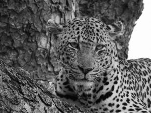 Marcelle's Wildlife Photography: Leopard in Kruger National Park, South Africa | Marcelle's Wildtierfotografie: Leopard im Kruger National Park, Südafrika