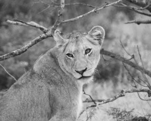 Young lioness, Kruger National Park, South Africa