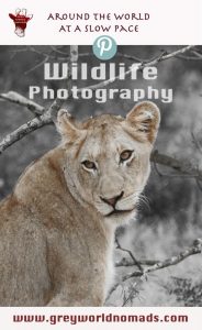 Wildlife Photography: Young Lioness in Kruger National Park, South Africa