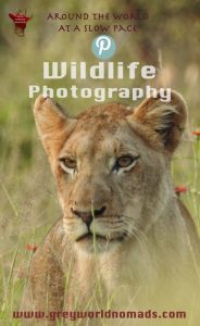 Marcelle's Wildlife Photography: Lioness In Lush Kruger National Park, South Africa Wildtierfotografie: Löwin im üppigen Kruger National Park, Südafrika